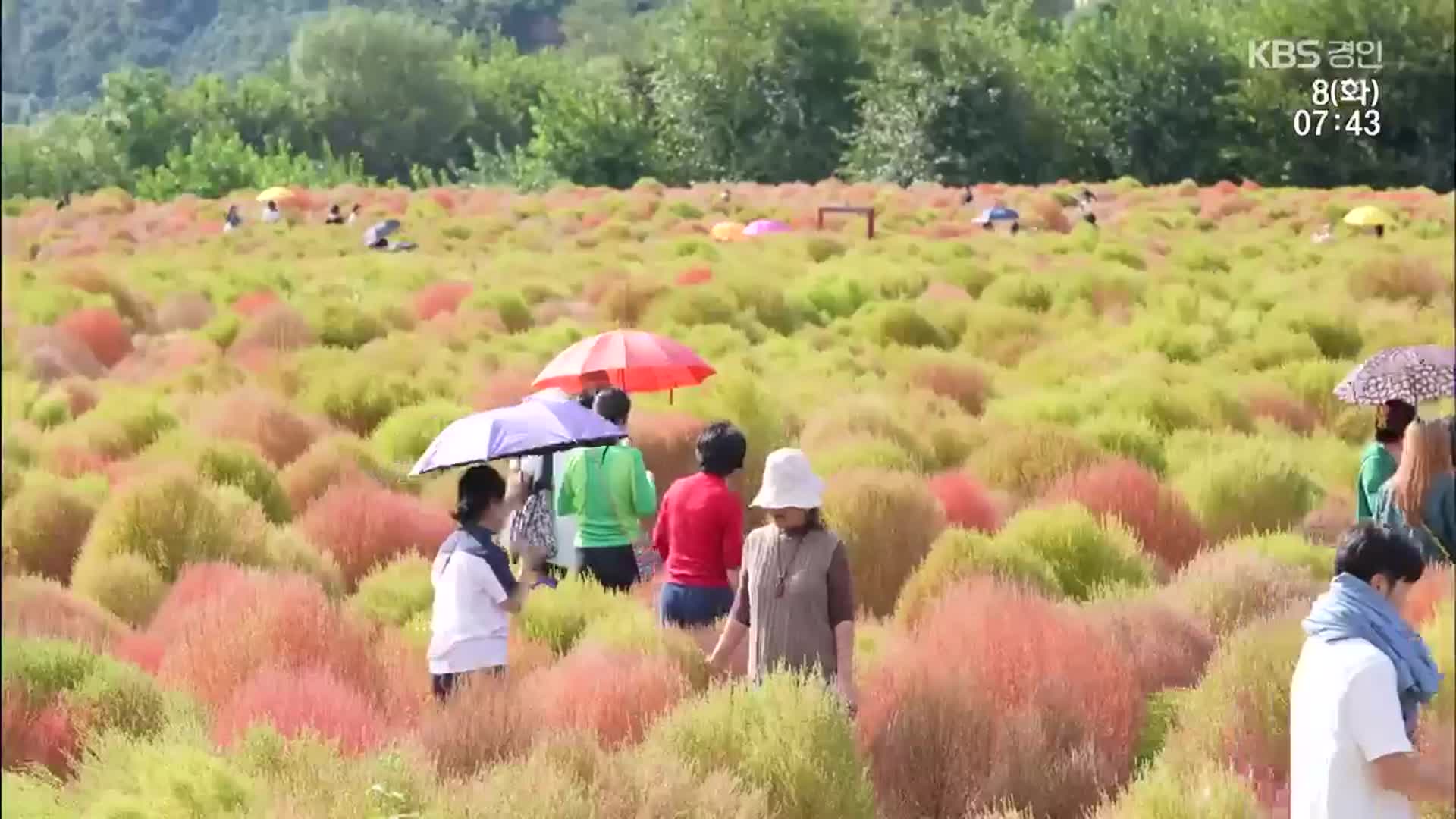 버려진 땅을 관광지로…연천 댑싸리공원의 기적