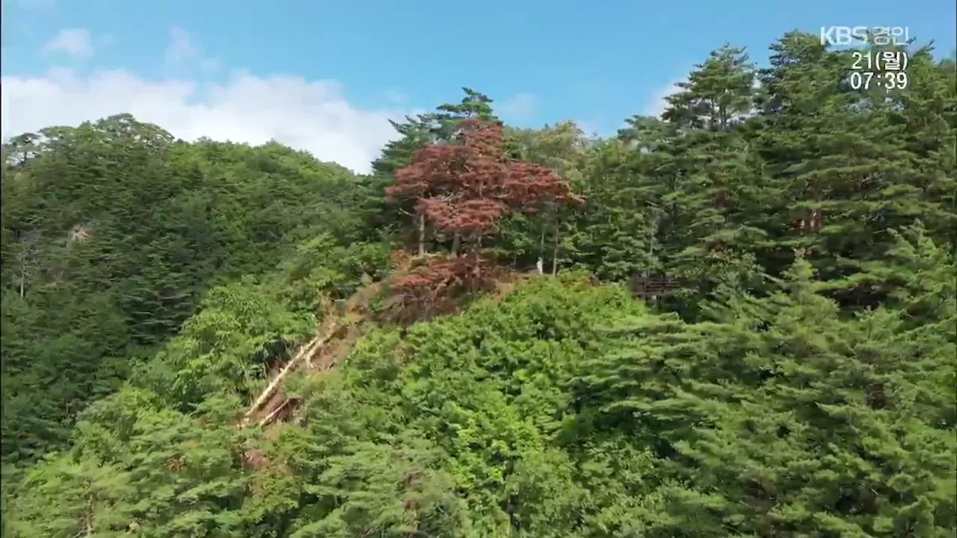 세계 최초, 소나무 유전체 완전 해독 성공