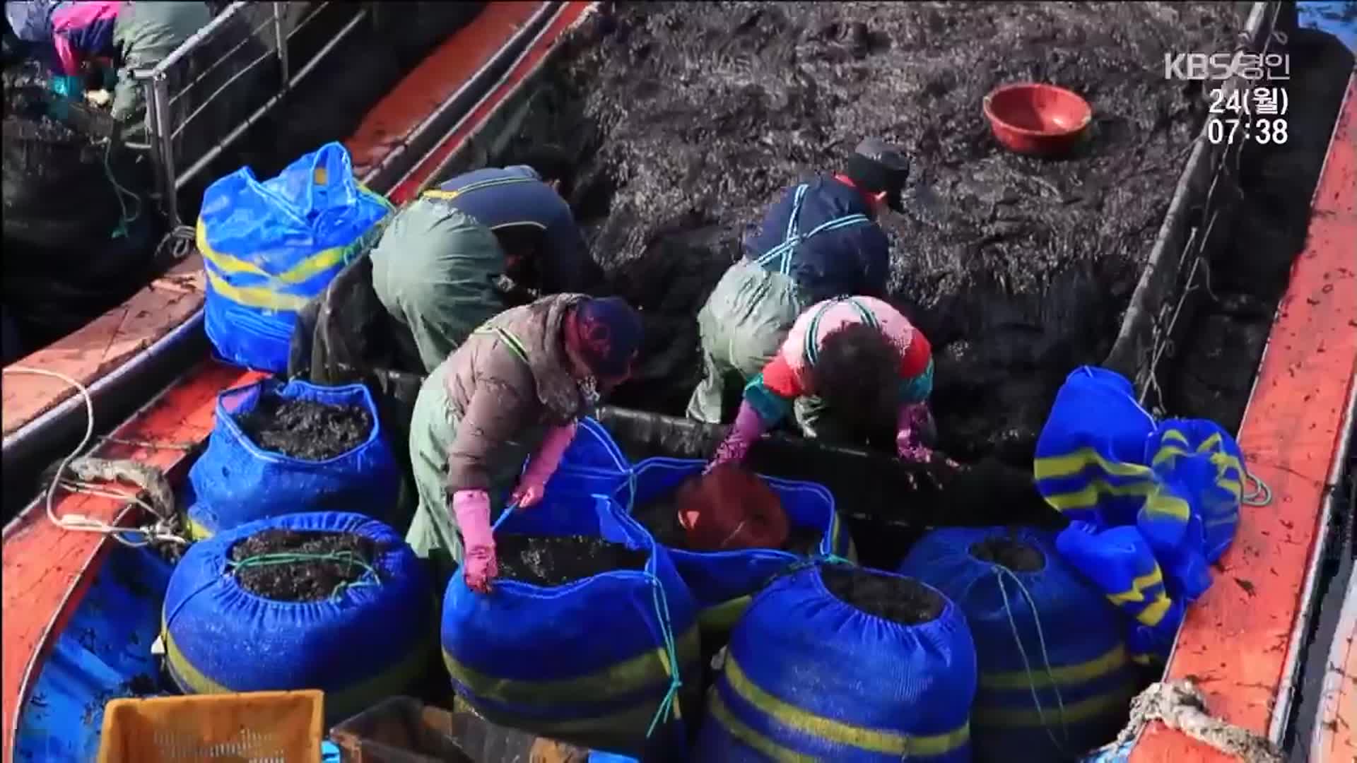 산지에선 버리는데…김 값이 ‘금값’