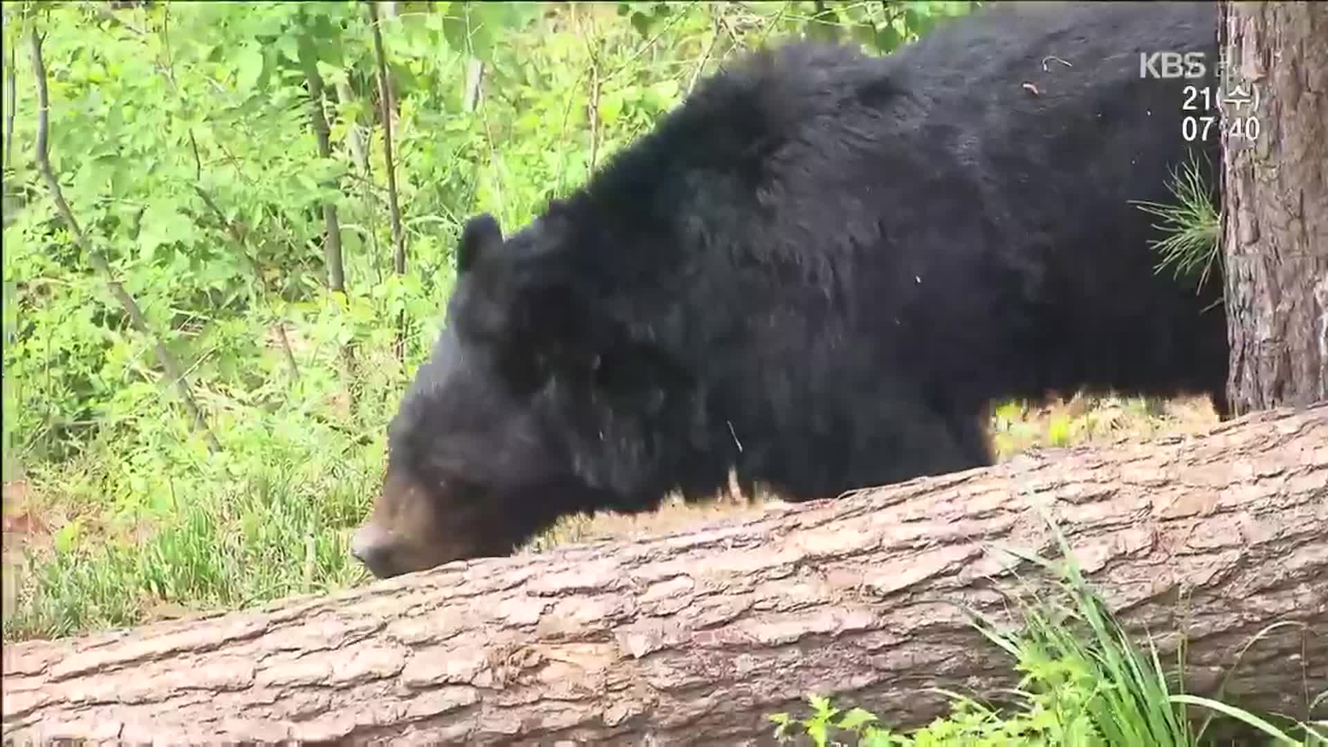 반달가슴곰 활동 본격화…등산객 주의할 점은?