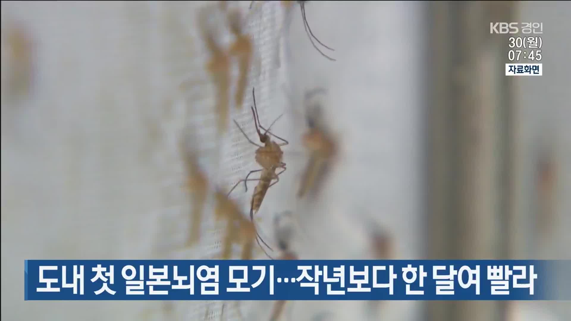 도내 첫 일본뇌염 모기…작년보다 한 달여 빨라