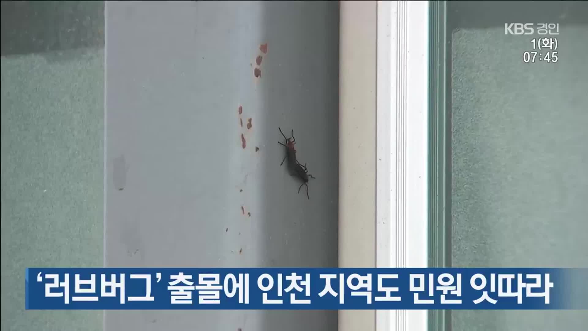 ‘러브버그’ 출몰에 인천 지역도 민원 잇따라