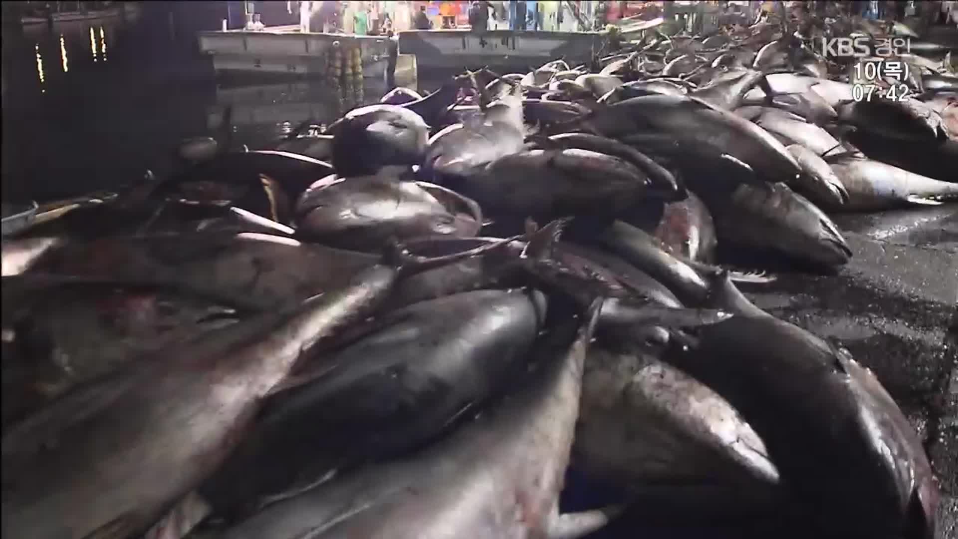 동해안 몰려온 참다랑어떼…폭염이 바꾼 바다