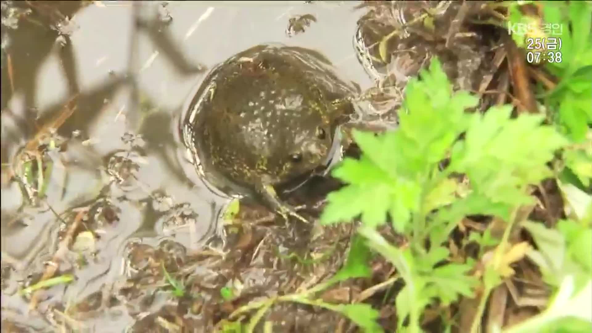 의정부 공동주택 신축 예정 부지서 맹꽁이 발견…이주 추진