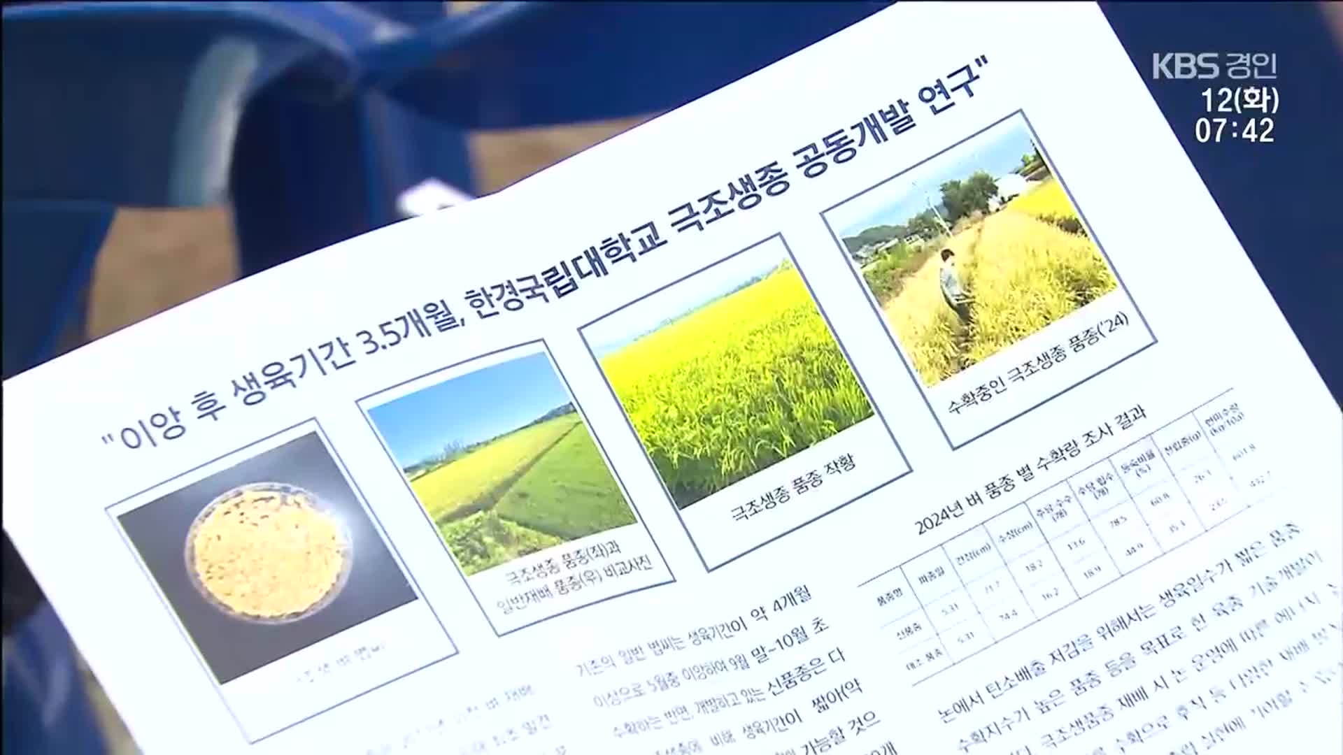 ‘수확량 개선 극조생종 벼’ 개발…“식량부족 원조국에 지원”