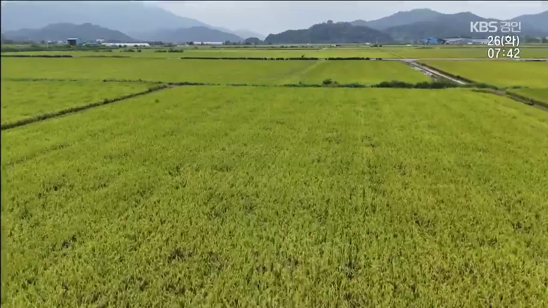 “반갑다 햅쌀”…폭염 뚫고 철원 첫 벼베기
