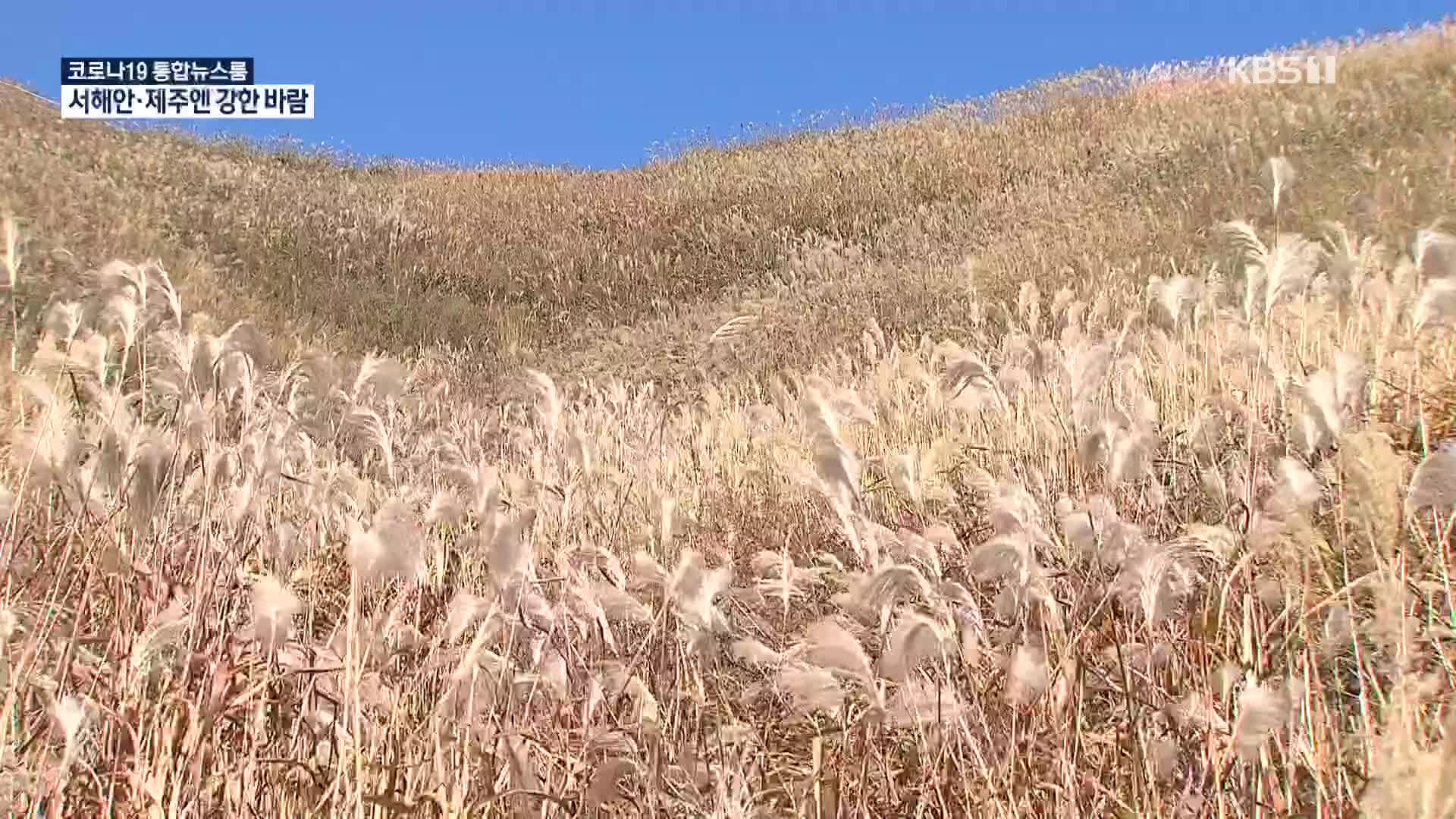 언택트로 즐기는 화왕산 억새 장관