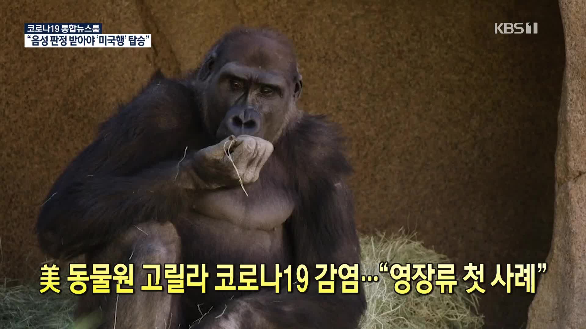 [코로나19 국제뉴스] 美 동물원 고릴라 코로나19 감염…“영장류 첫 사례”