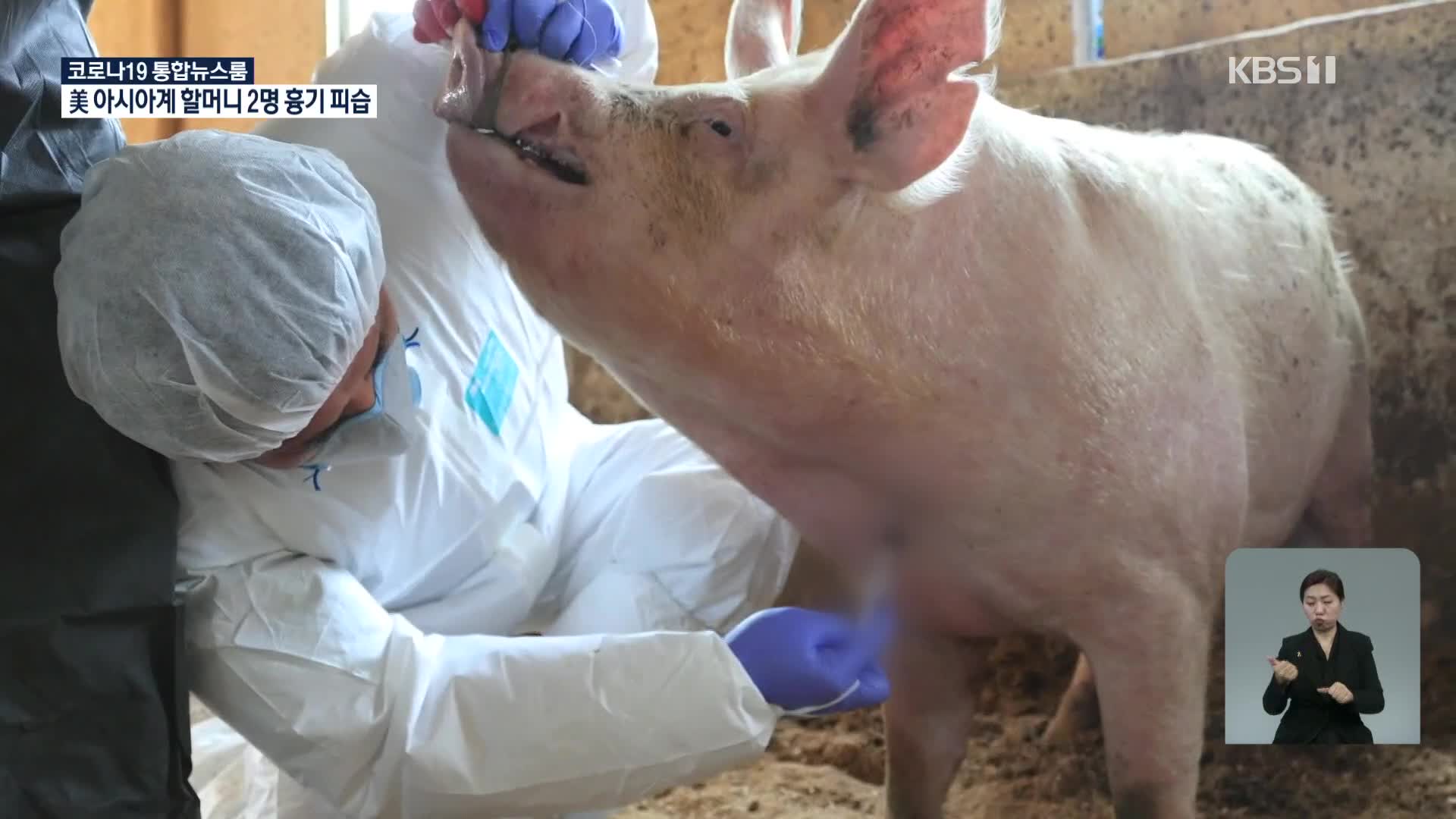 영월 돼지농장서 올해 첫 ‘ASF’…48시간 이동중지명령
