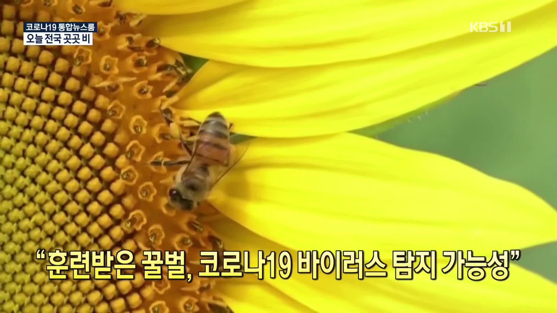 [코로나19 국제뉴스] “훈련받은 꿀벌, 코로나19 바이러스 탐지 가능성”