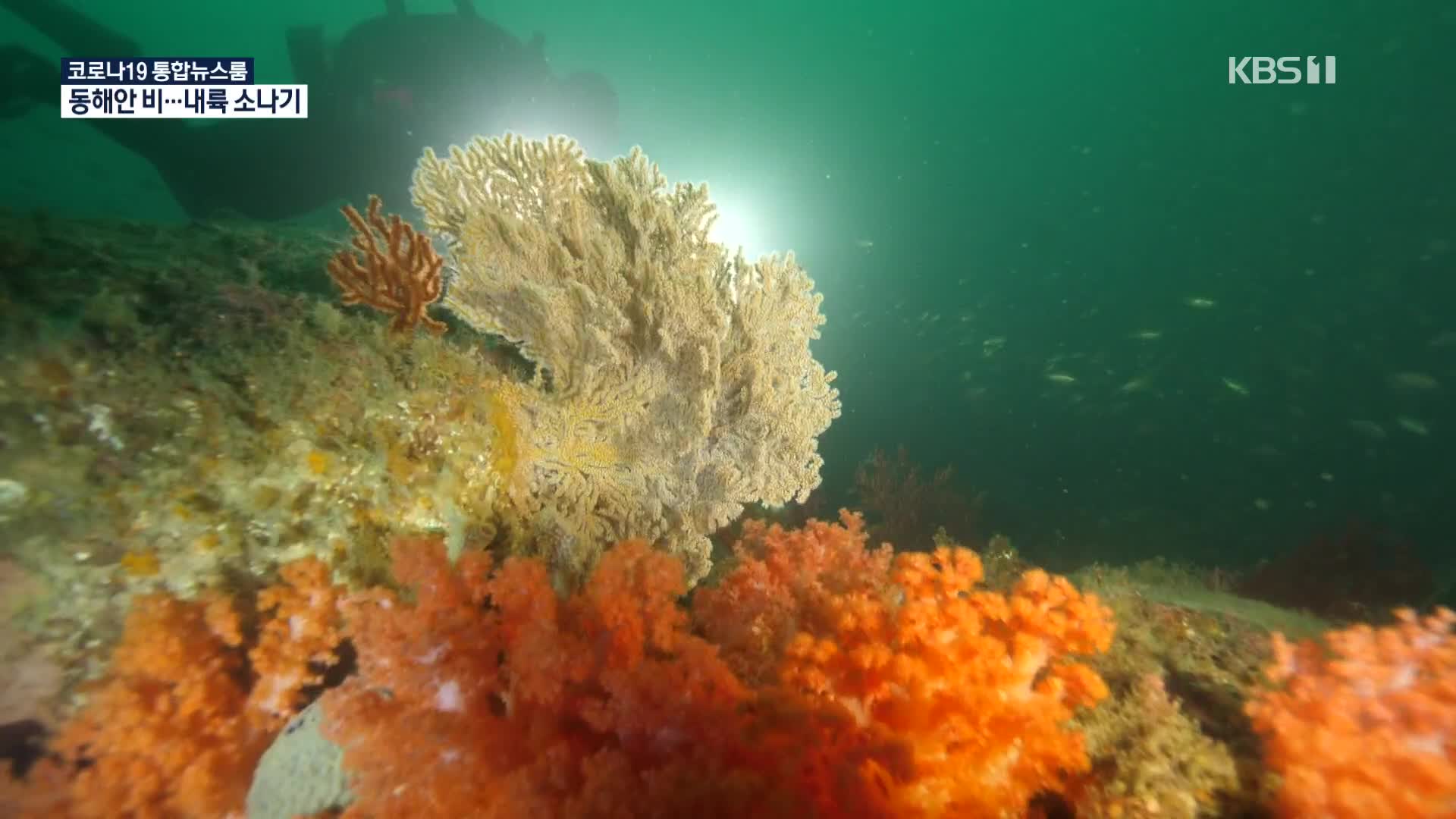 형형색색 연산호의 북상…제주 앞바다에도 서식 확인