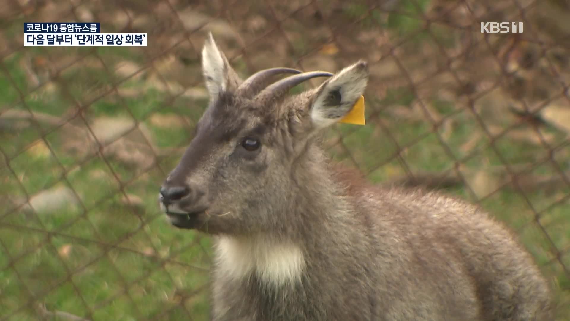 멸종위기 ‘산양’ 복원 박차…이번엔 DMZ 첫 방사