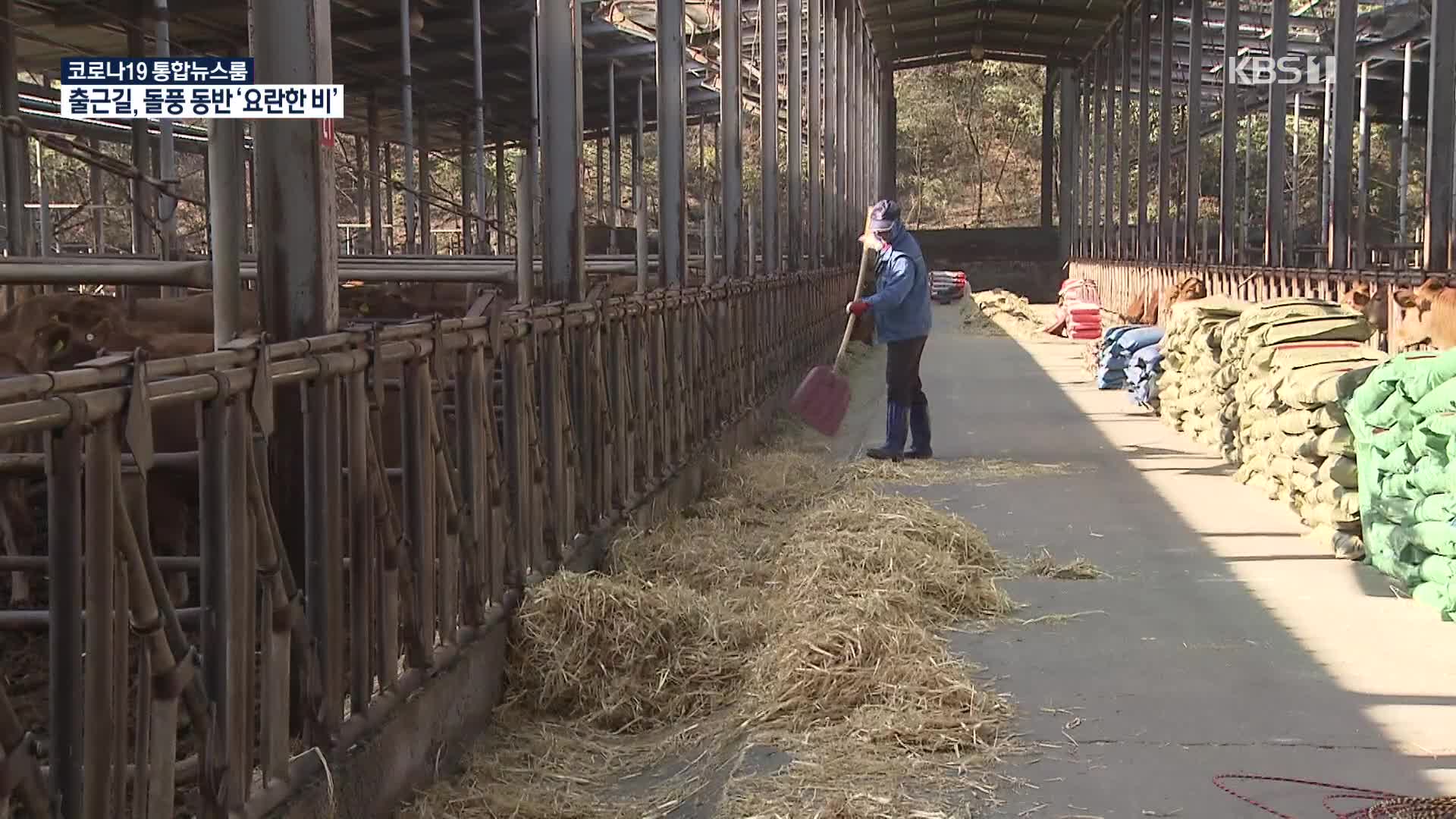 이상기후·물류대란에 조사료 ‘품귀’…축산 농가 ‘울상’