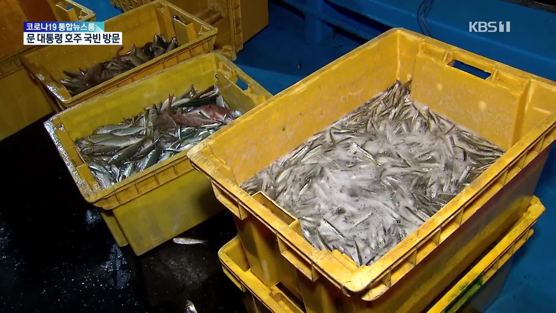 남해안 멸치 어획량 최악…‘조업할수록 손해’ 9개 선단 포기