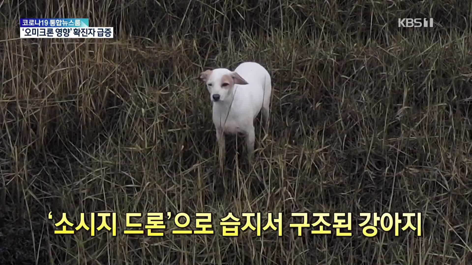 [톡톡 지구촌] ‘소시지 드론’으로 습지서 구조된 강아지