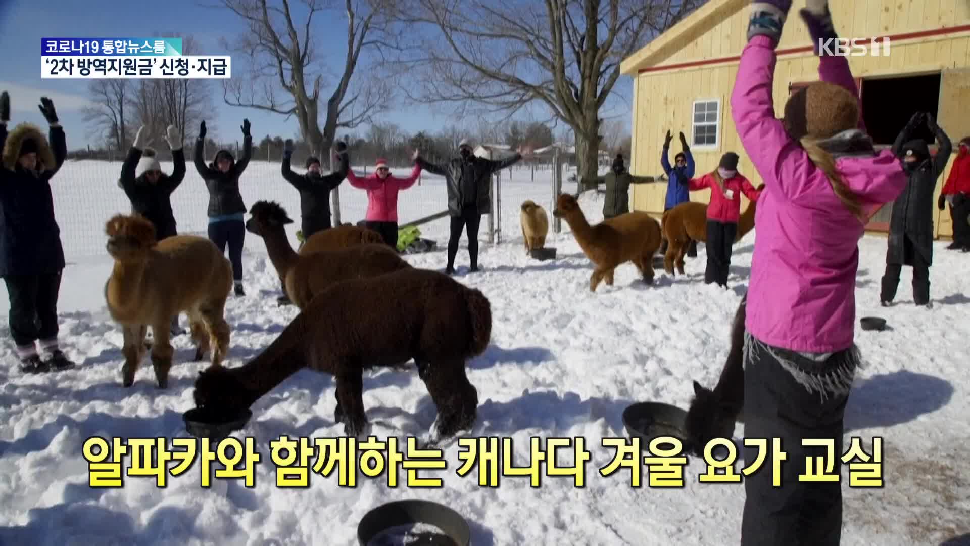 [톡톡 지구촌] 알파카와 함께하는 캐나다 겨울 요가 교실