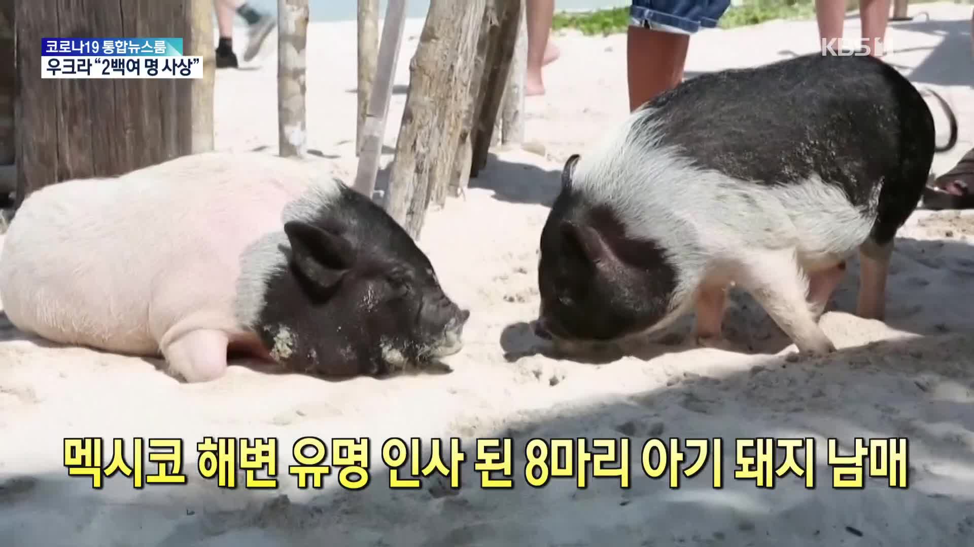 [톡톡 지구촌] 멕시코 해변 유명 인사 된 8마리 아기 돼지 남매