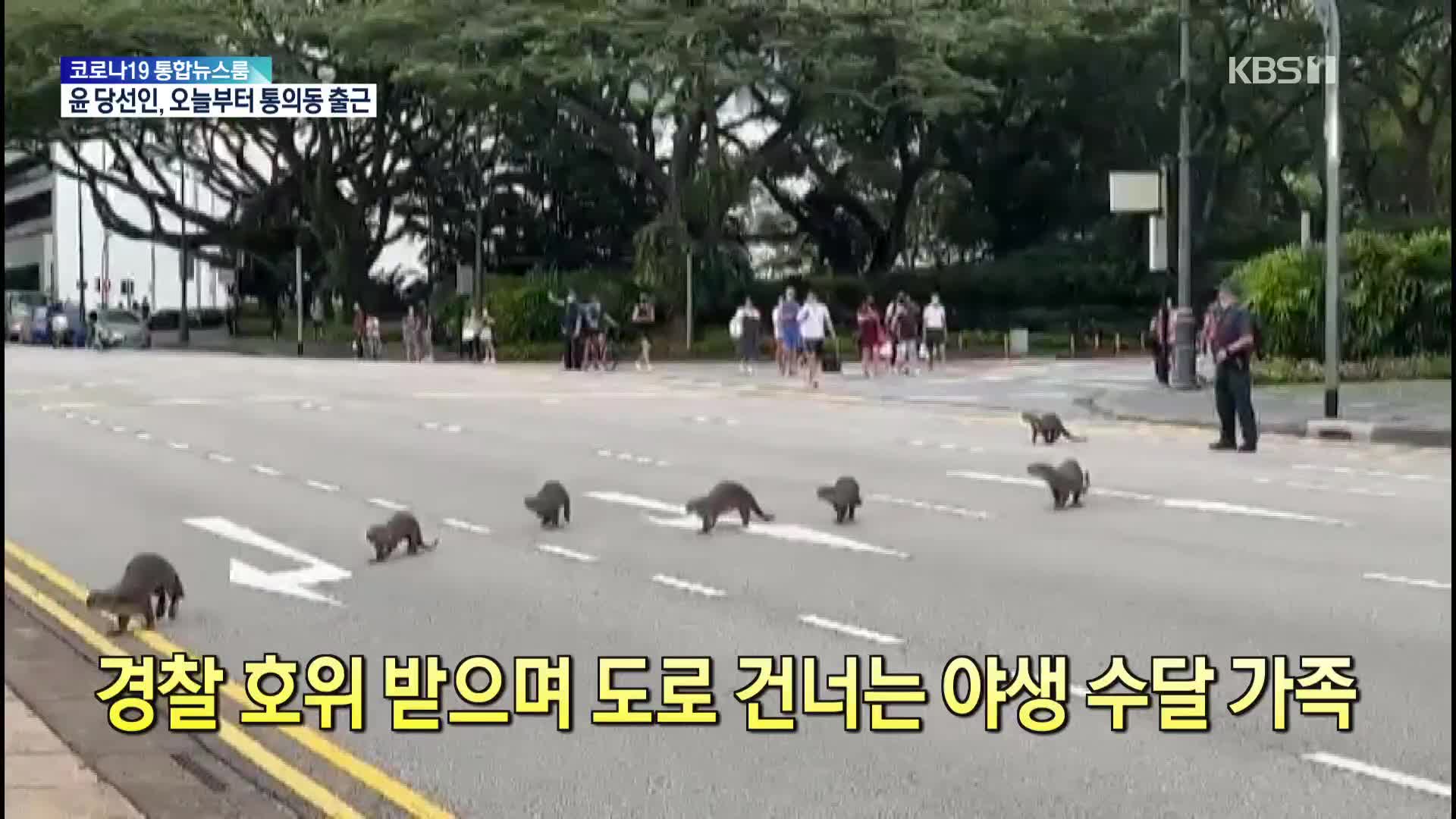 [톡톡 지구촌] 경찰 호위받으며 도로 건너는 야생 수달 가족