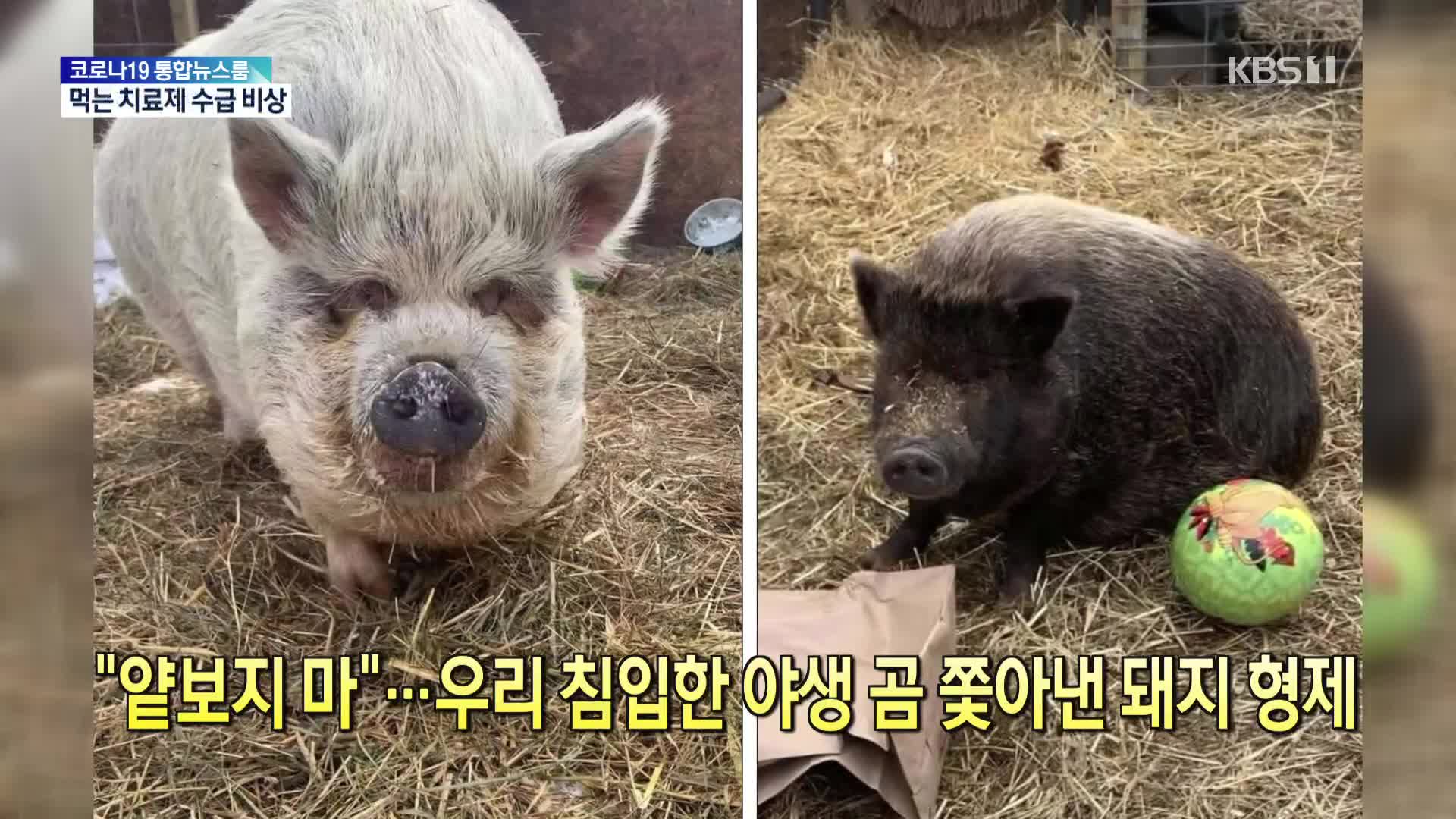 [톡톡 지구촌] “얕보지마”…우리 침입한 야생 곰 쫓아낸 돼지 형제