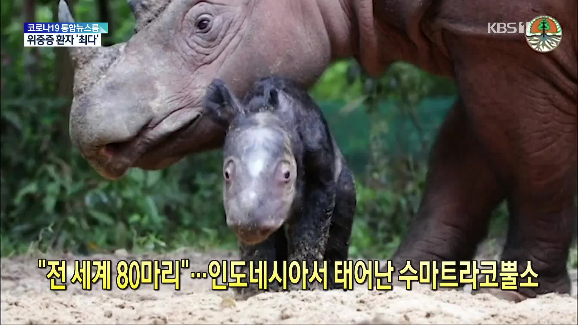 [톡톡 지구촌] “전 세계 80마리”…인도네시아서 태어난 수마트라코뿔소