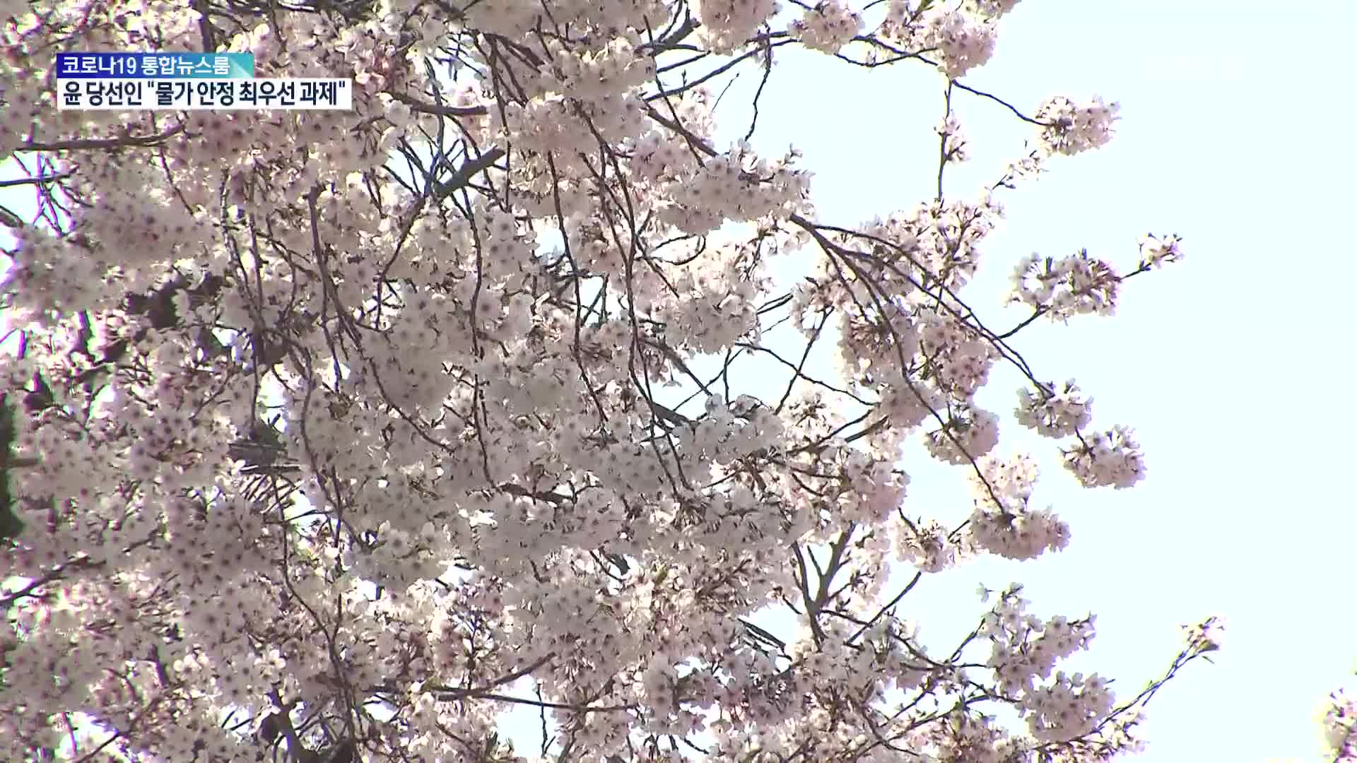 “왕벚나무는 제주 고유종” vs “1개체는 일본종”