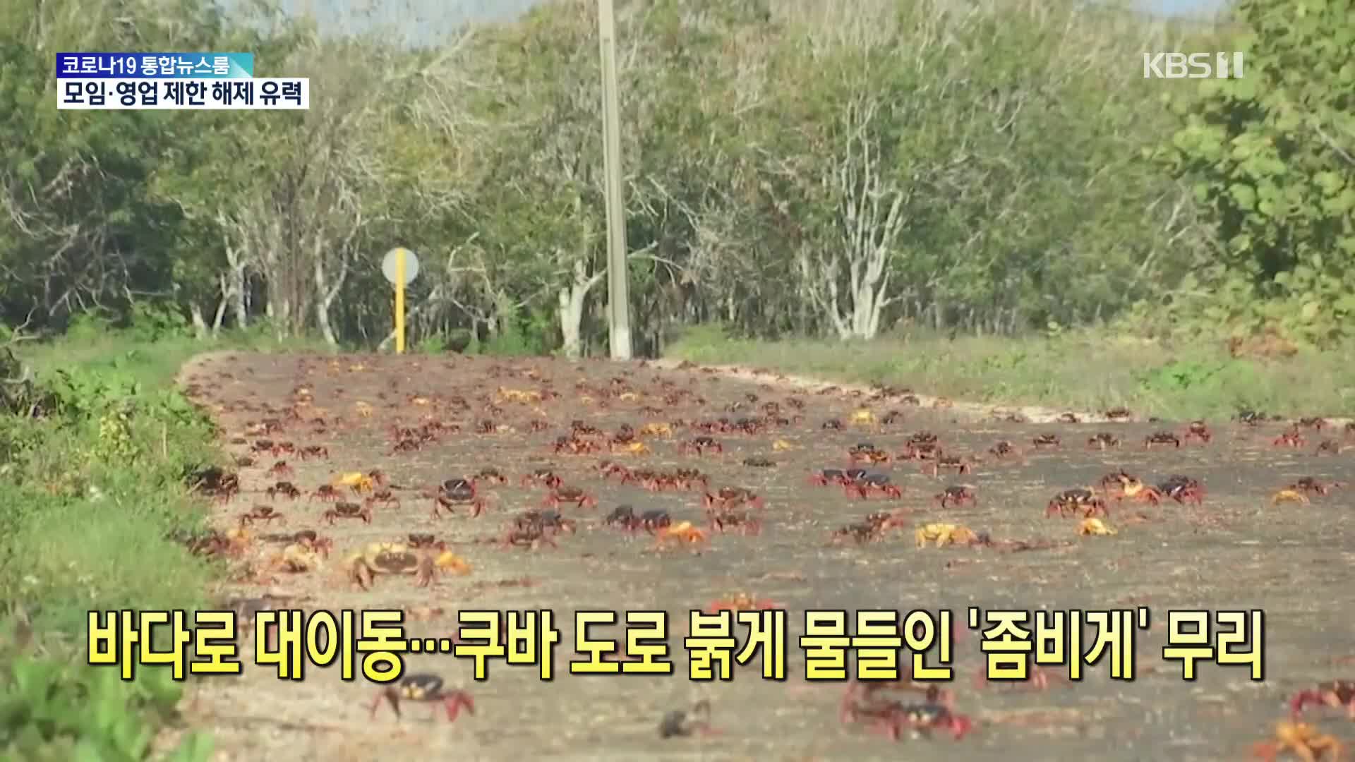 [톡톡 지구촌] 바다로 대이동…쿠바 도로 붉게 물들인 ‘좀비게’ 무리