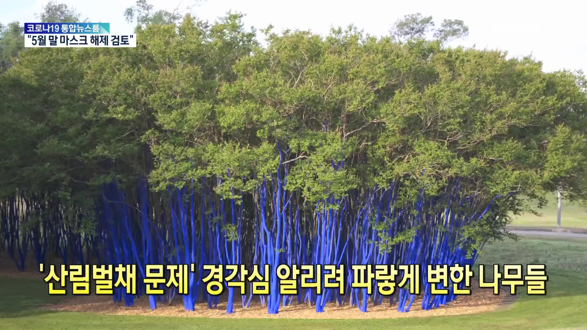 [톡톡 지구촌] ‘산림 벌채 문제’ 경각심 알리려 파랗게 변한 나무들