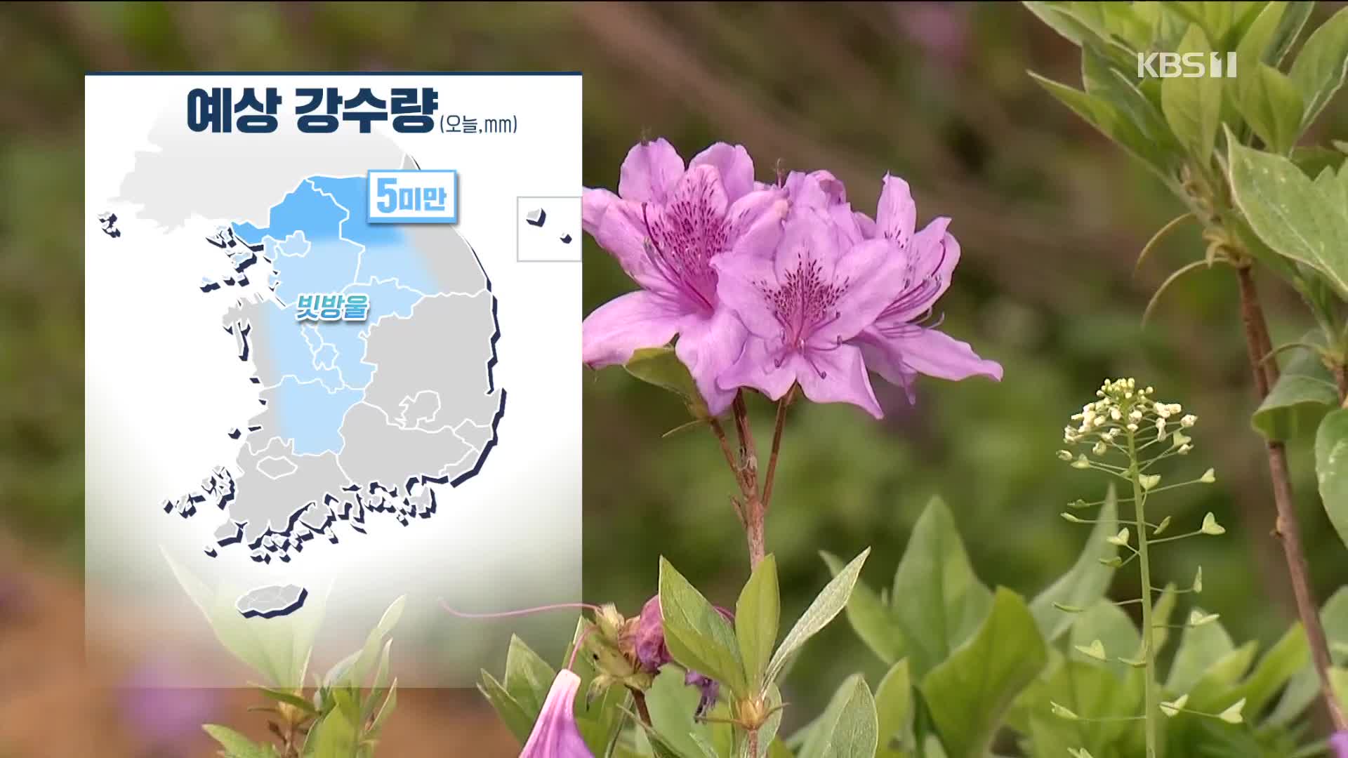 [주말 날씨] 막바지 봄꽃, 철쭉 만발…선선한 주말