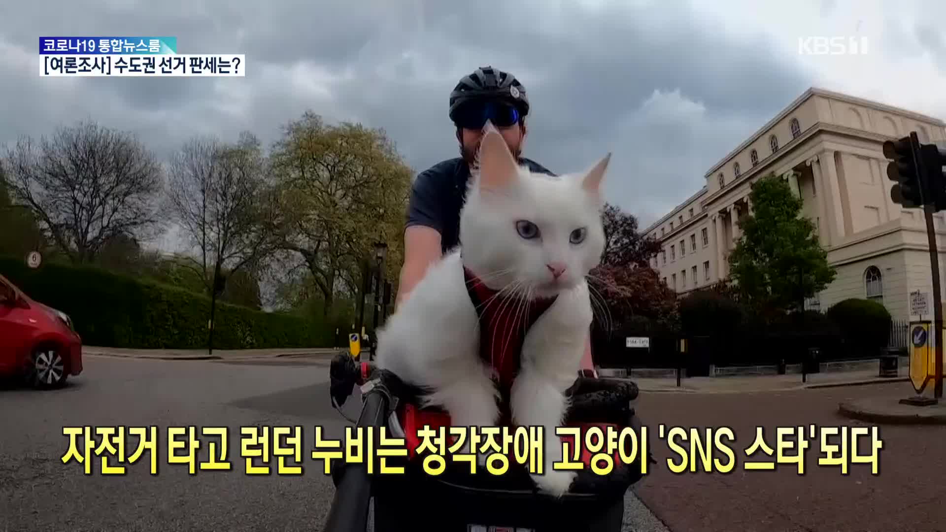 [톡톡 지구촌] 자전거 타고 런던 누비는 청각장애 고양이 ‘SNS 스타’ 되다