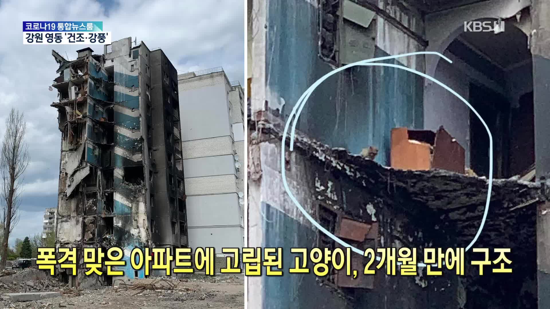 [톡톡 지구촌] 폭격 맞은 아파트에 고립된 고양이, 2개월 만에 구조