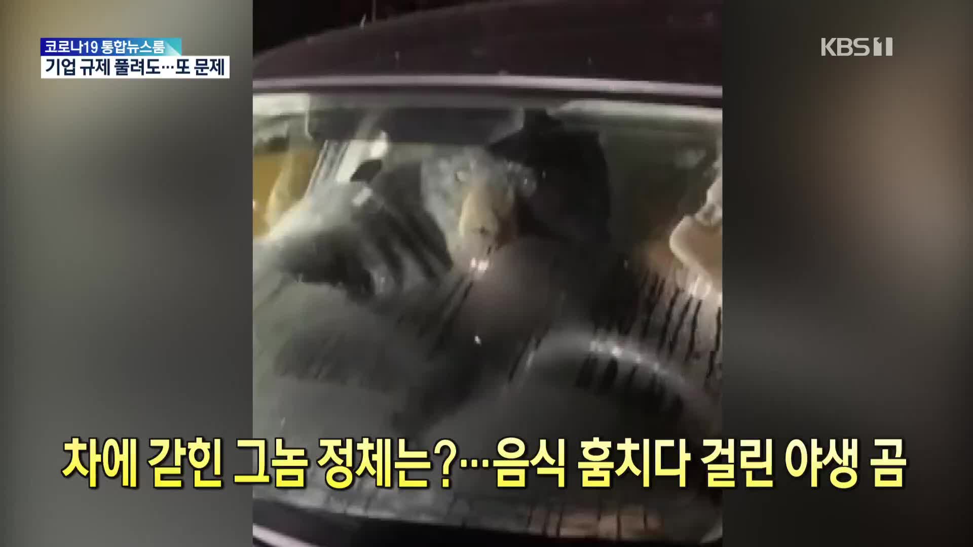 [톡톡 지구촌] 차에 갇힌 그놈 정체는?…음식 훔치다 걸린 야생 곰
