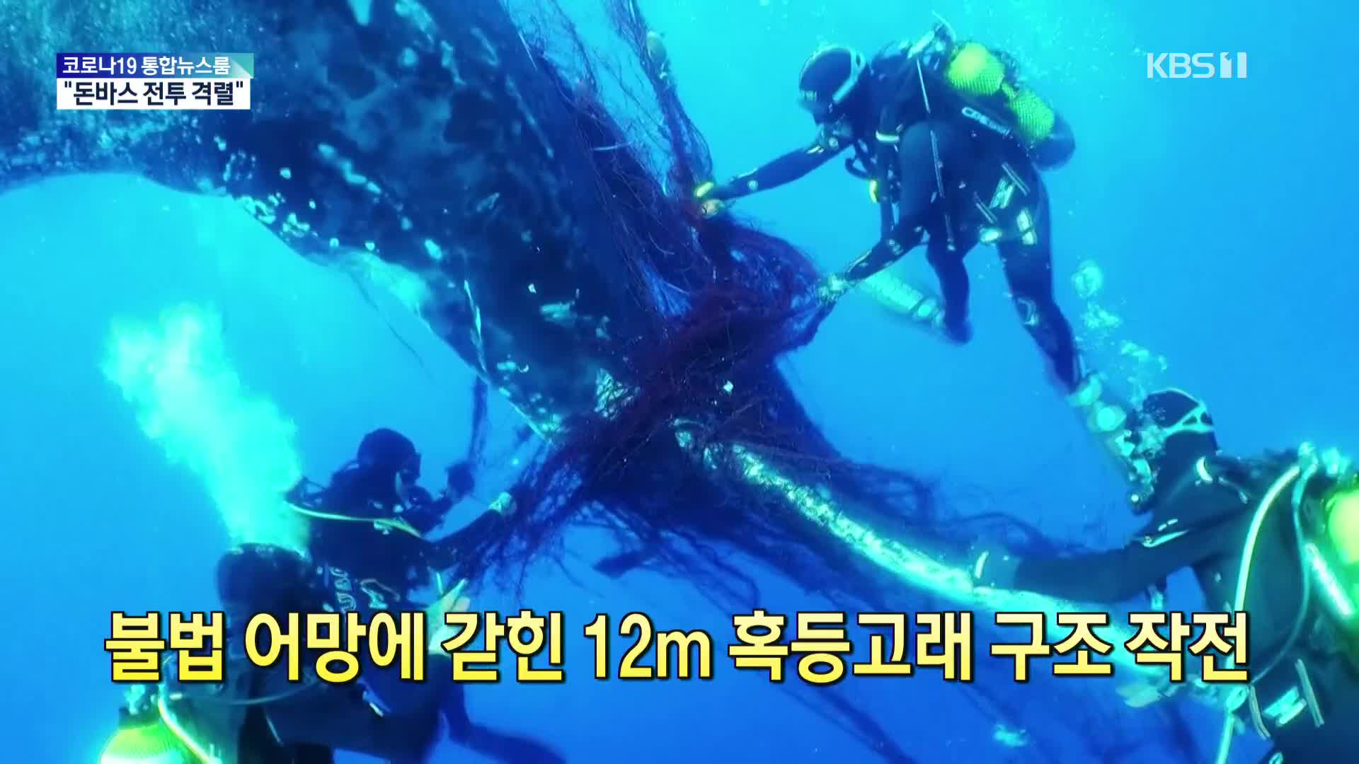 [톡톡 지구촌] 불법 어망에 갇힌 12m 혹등고래 구조 작전