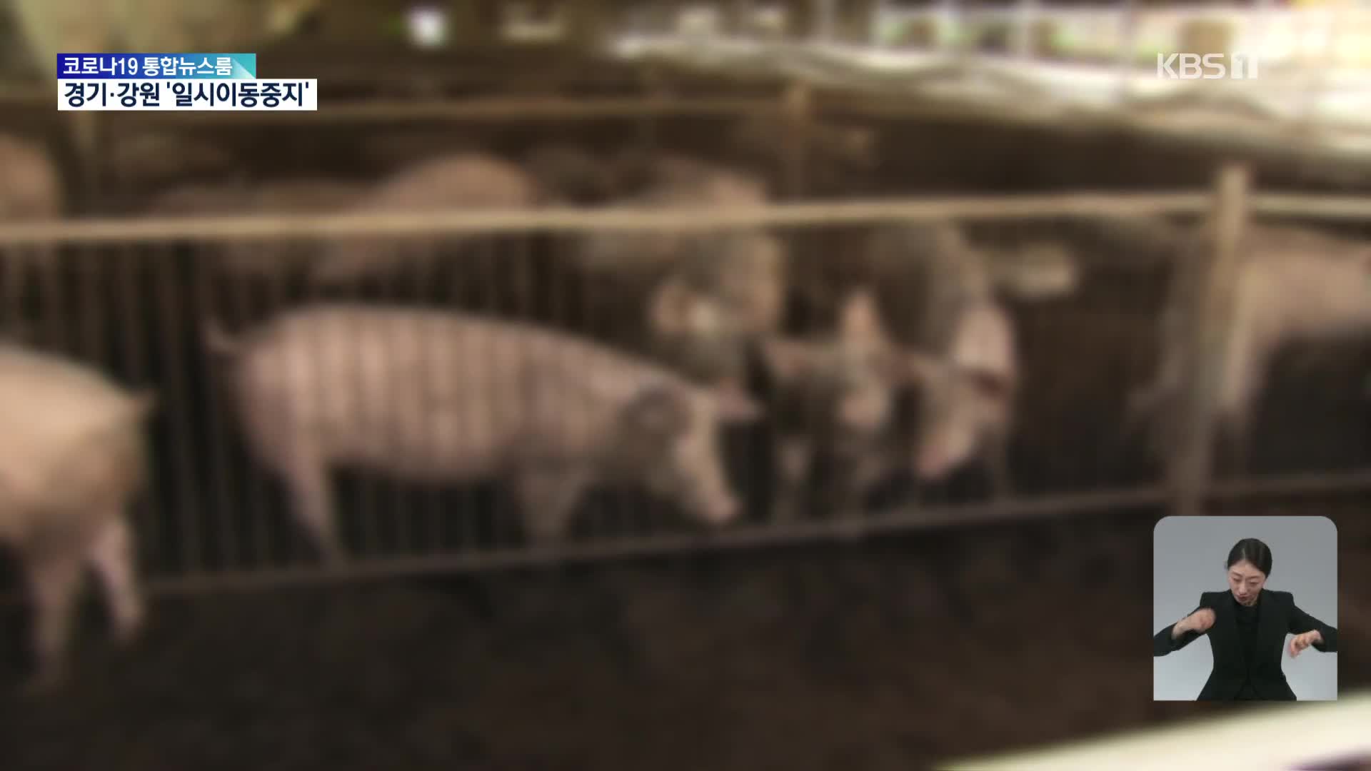 강원 홍천 돼지농장 ASF 발생…경기·강원 돼지 ‘이동중지’