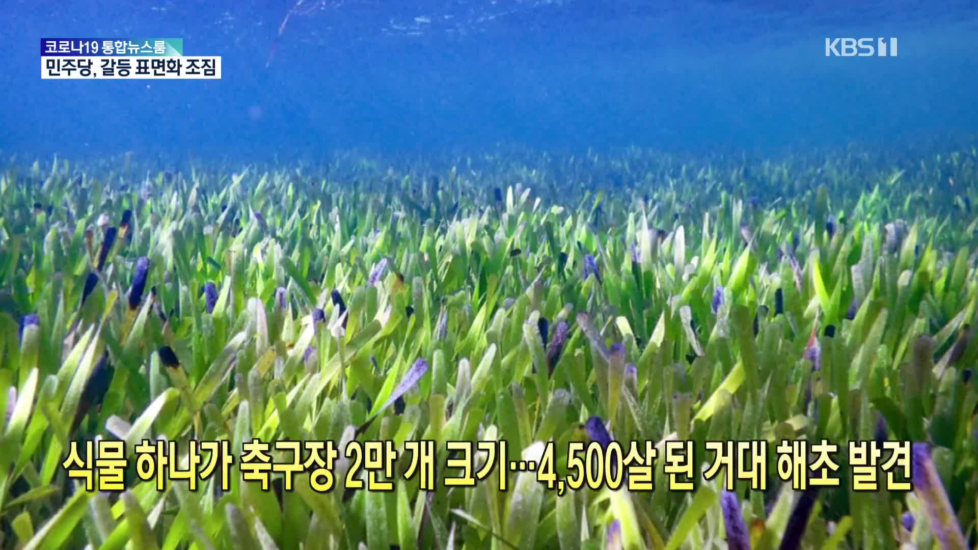 [톡톡 지구촌] 식물 하나가 축구장 2만 개 크기…4,500살 된 거대 해초 발견