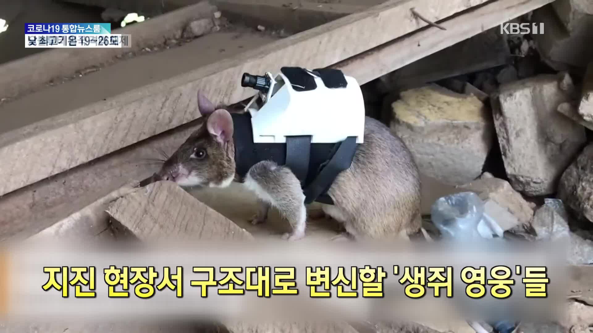 [톡톡 지구촌] 지진 현장서 구조대로 변신할 ‘생쥐 영웅’들