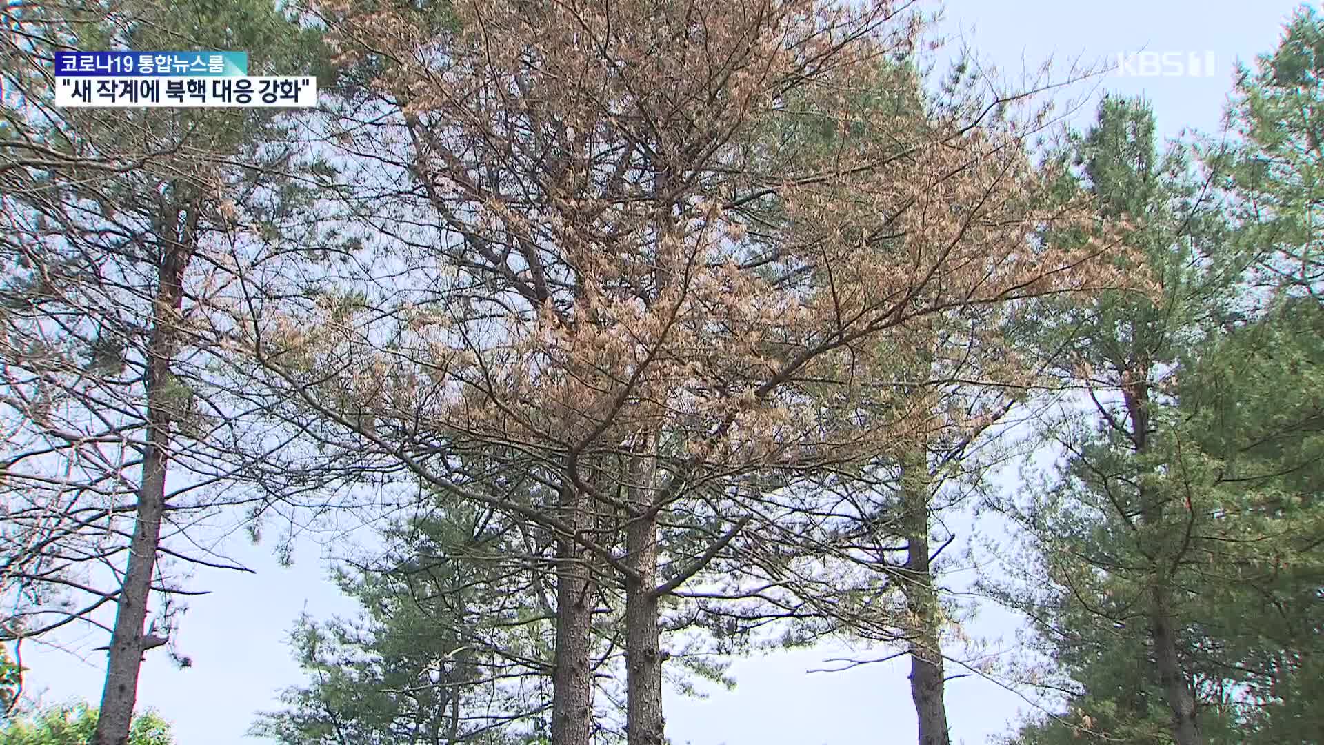 ‘소나무재선충병’ 8년 만에 증가세…“따뜻한 날씨 탓”