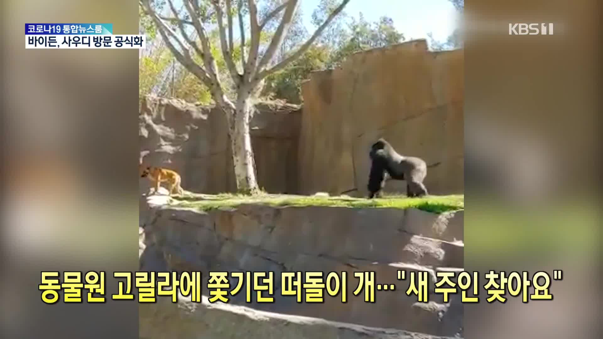[톡톡 지구촌] 동물원 고릴라에 쫓기던 떠돌이 개…“새 주인 찾아요”