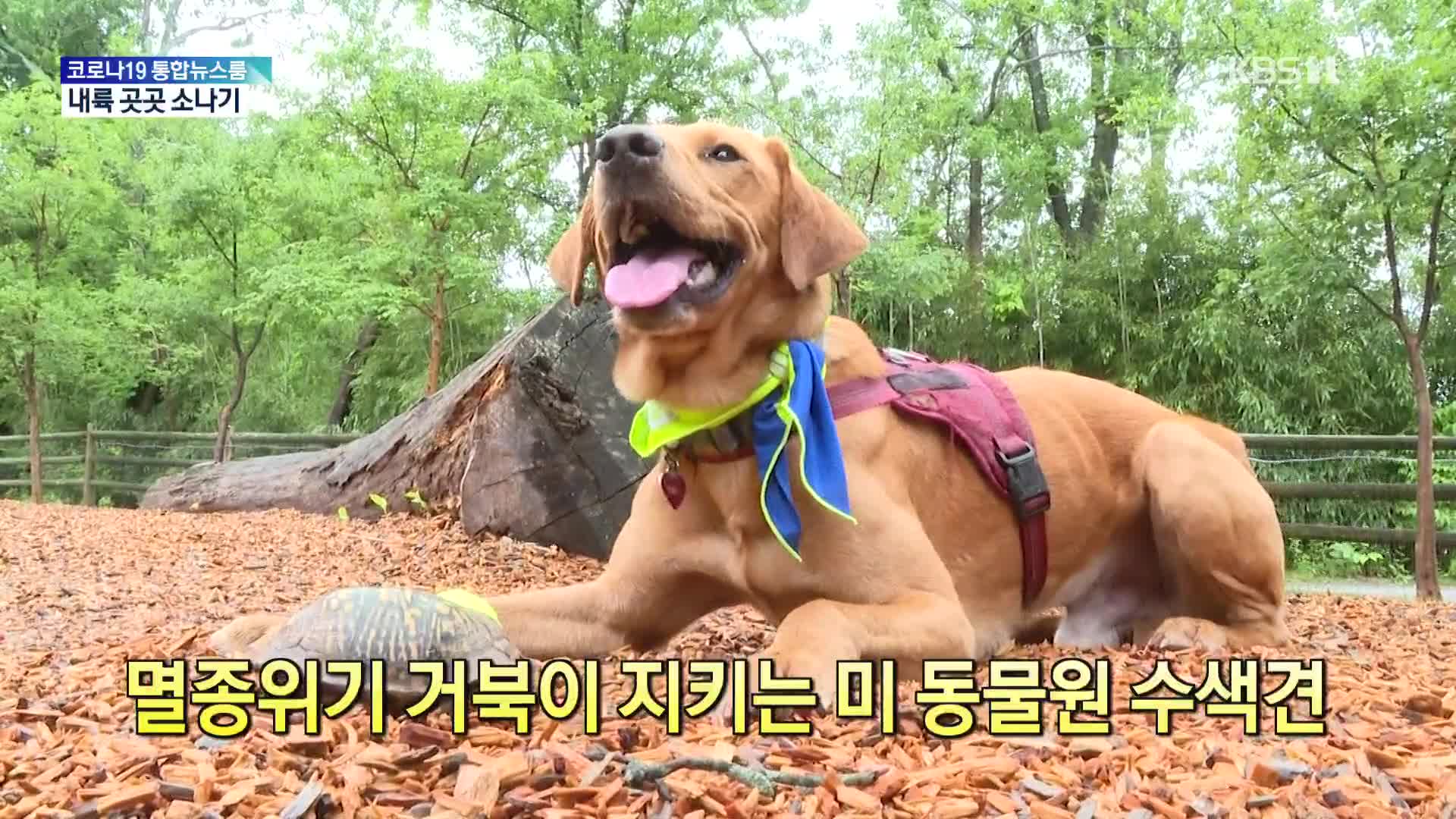 [톡톡 지구촌] 멸종위기 거북이 지키는 미 동물원 수색견