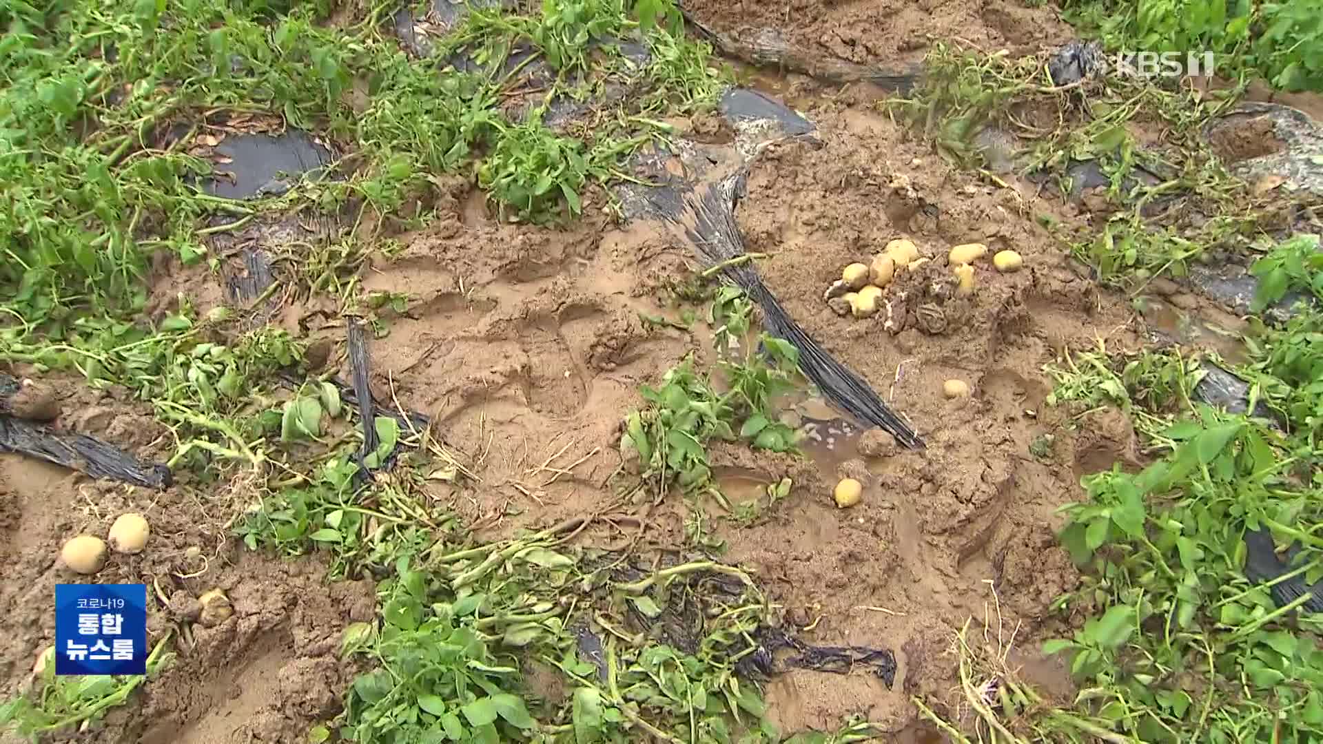 장마에 폭염까지…이상기후에 썩어버린 농작물