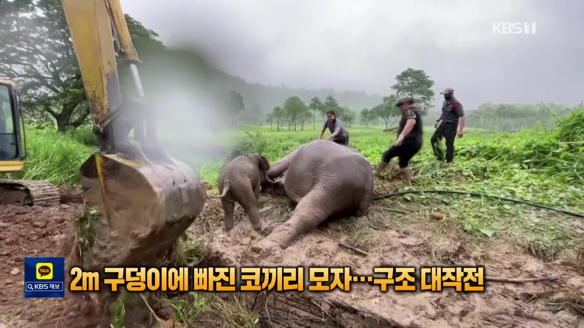 [톡톡 지구촌] 2m 구덩이에 빠진 코끼리 모자…구조 대작전