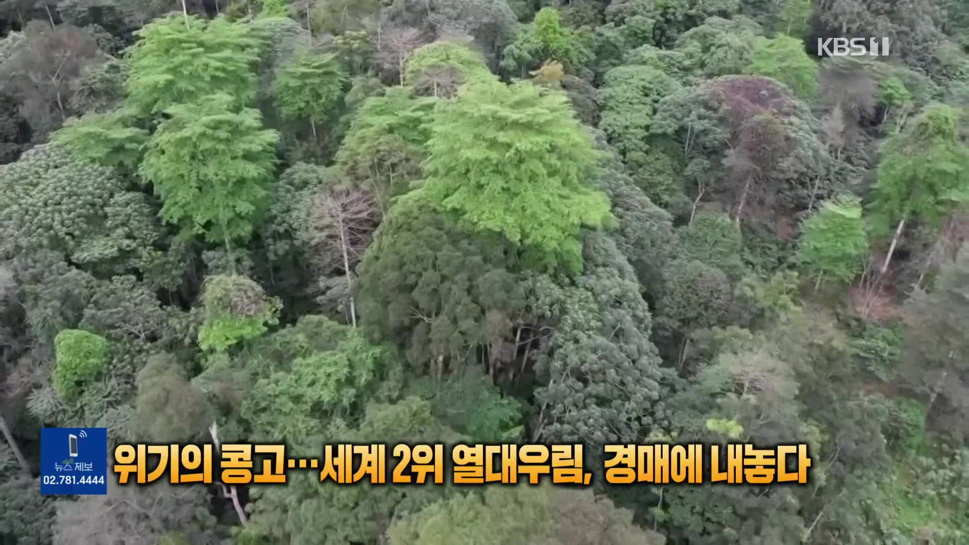 [톡톡 지구촌] 위기의 콩고…세계 2위 열대우림, 경매에 내놓다