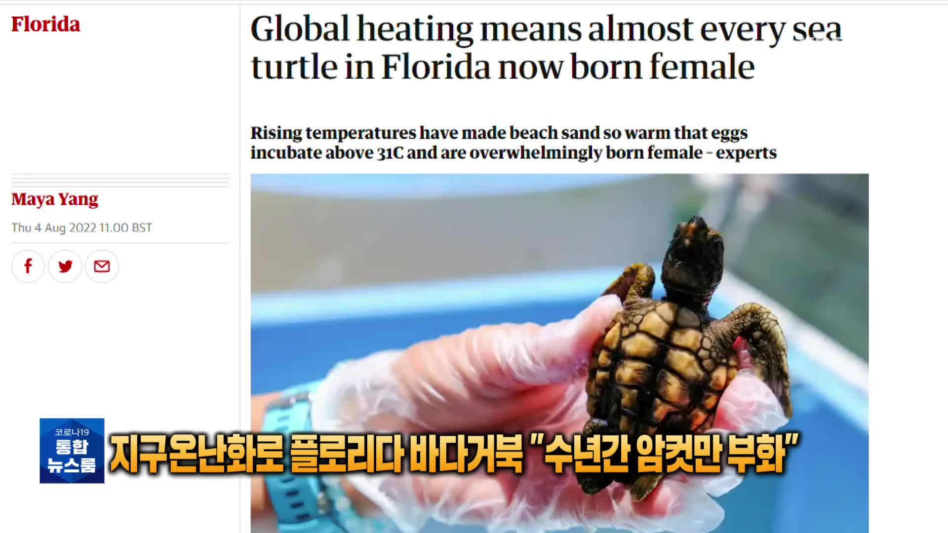 [톡톡 지구촌] 지구온난화로 플로리다 바다거북 “수년간 암컷만 부화”
