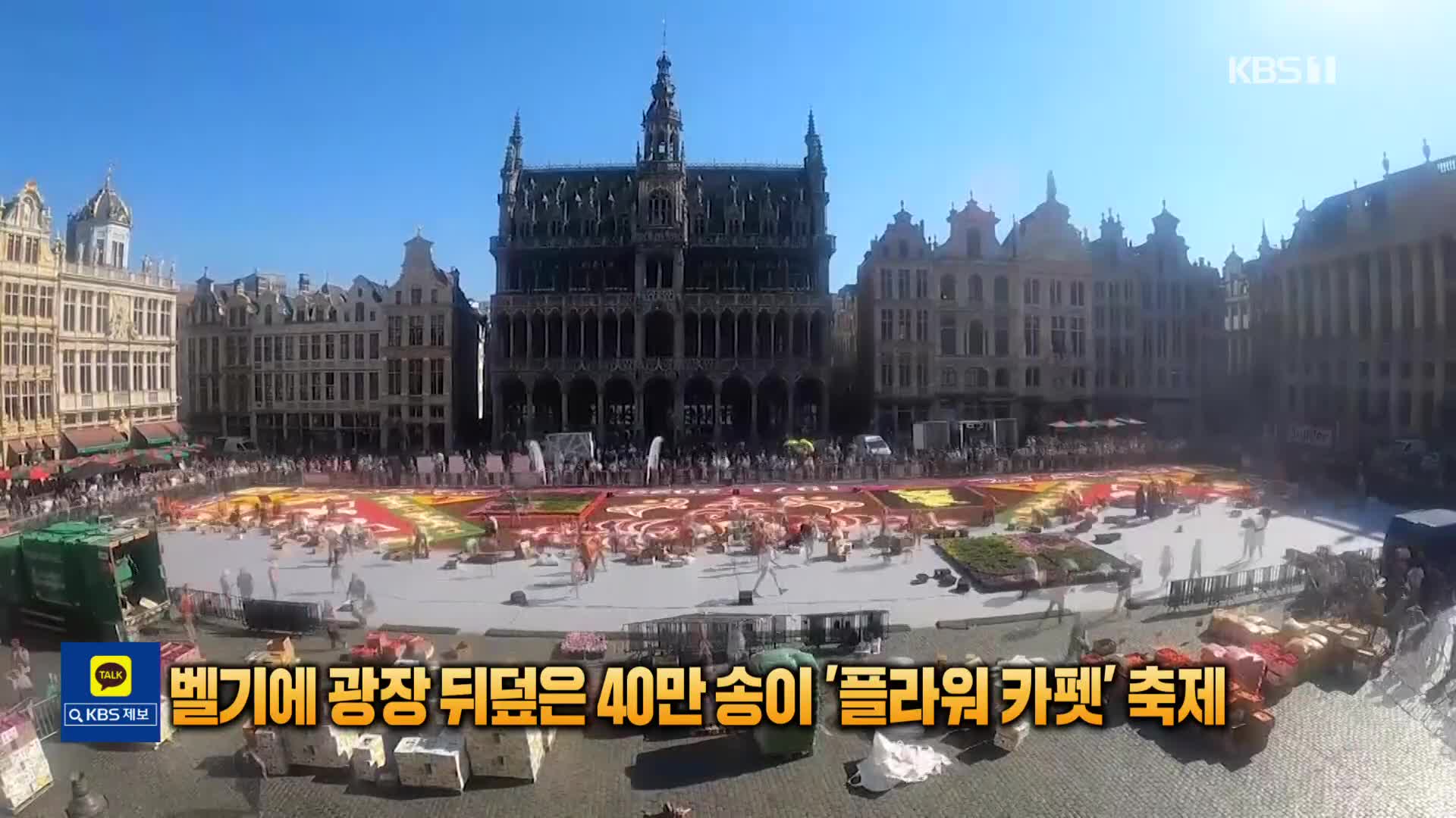 [톡톡 지구촌] 벨기에 광장 뒤덮은 40만 송이 ‘플라워 카펫’ 축제