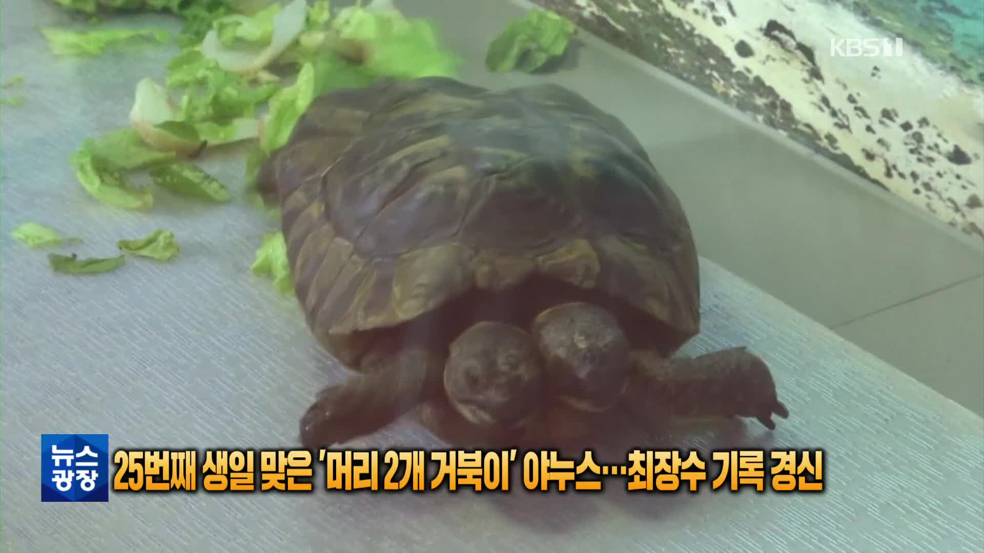 [톡톡 지구촌] 25번째 생일 맞은 ‘머리 2개 거북이’ 야누스…최장수 기록 경신