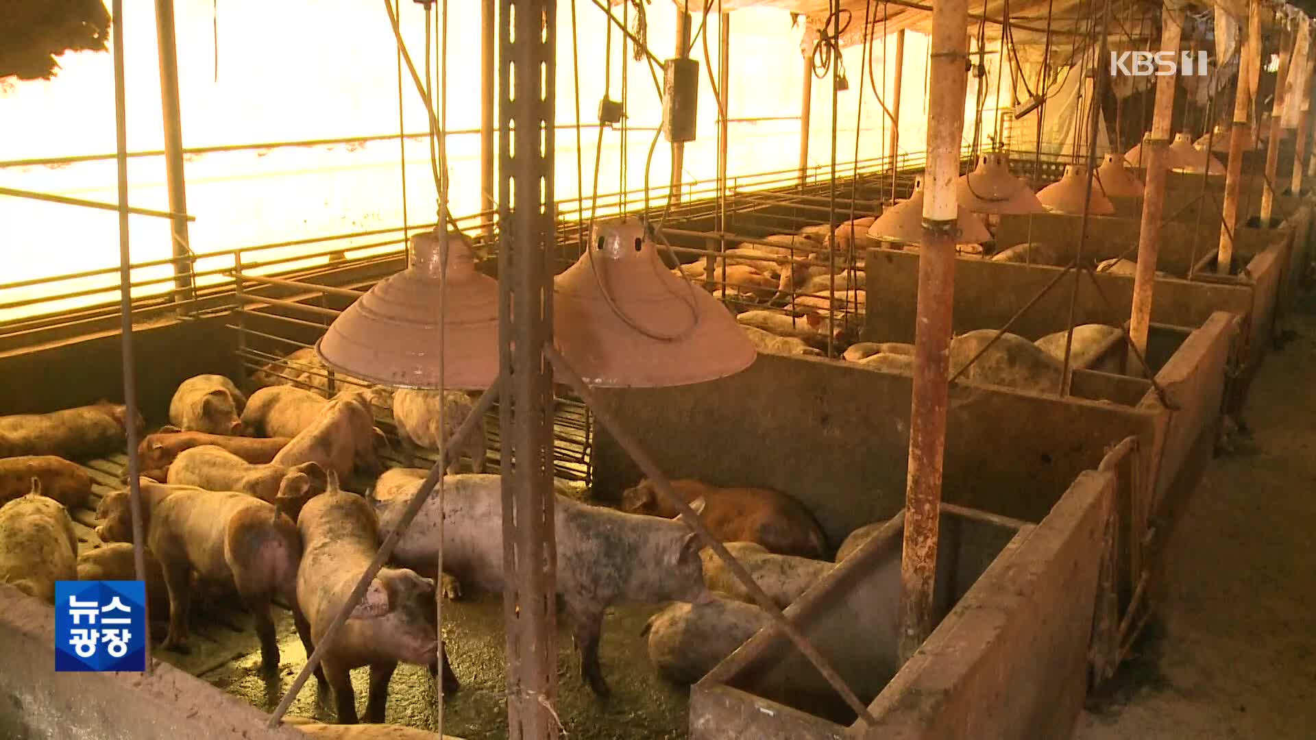 춘천서 아프리카 돼지열병 잇따라…양구 이후 한 달만
