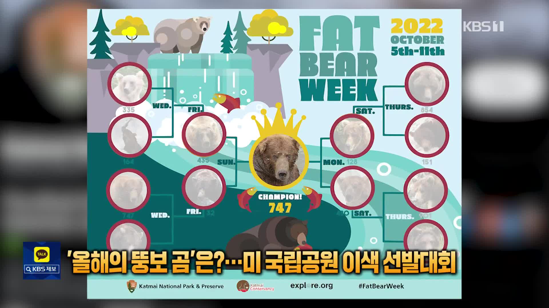 [톡톡 지구촌] ‘올해의 뚱보 곰’은?…미 국립공원 이색 선발대회