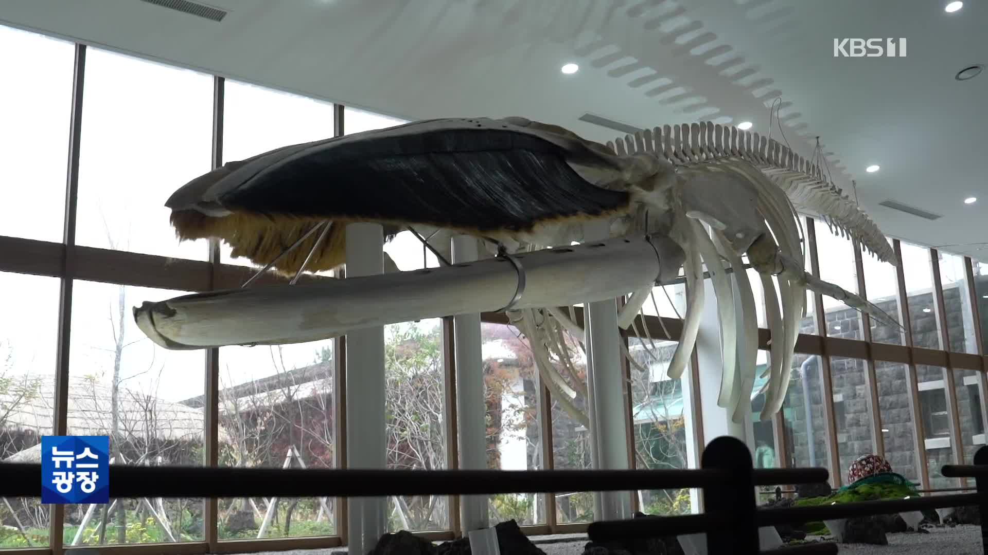 12.6m 참고래, 박물관서 되살아나다