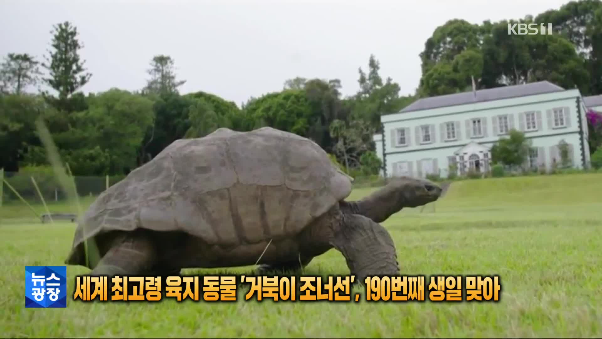 [톡톡 지구촌] 세계 최고령 육지동물 ‘거북이 조너선’…190번째 생일맞아
