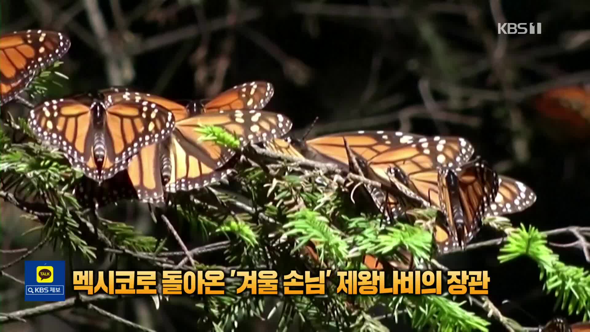 [톡톡 지구촌] 멕시코로 돌아온 ‘겨울 손님’ 제왕나비의 장관