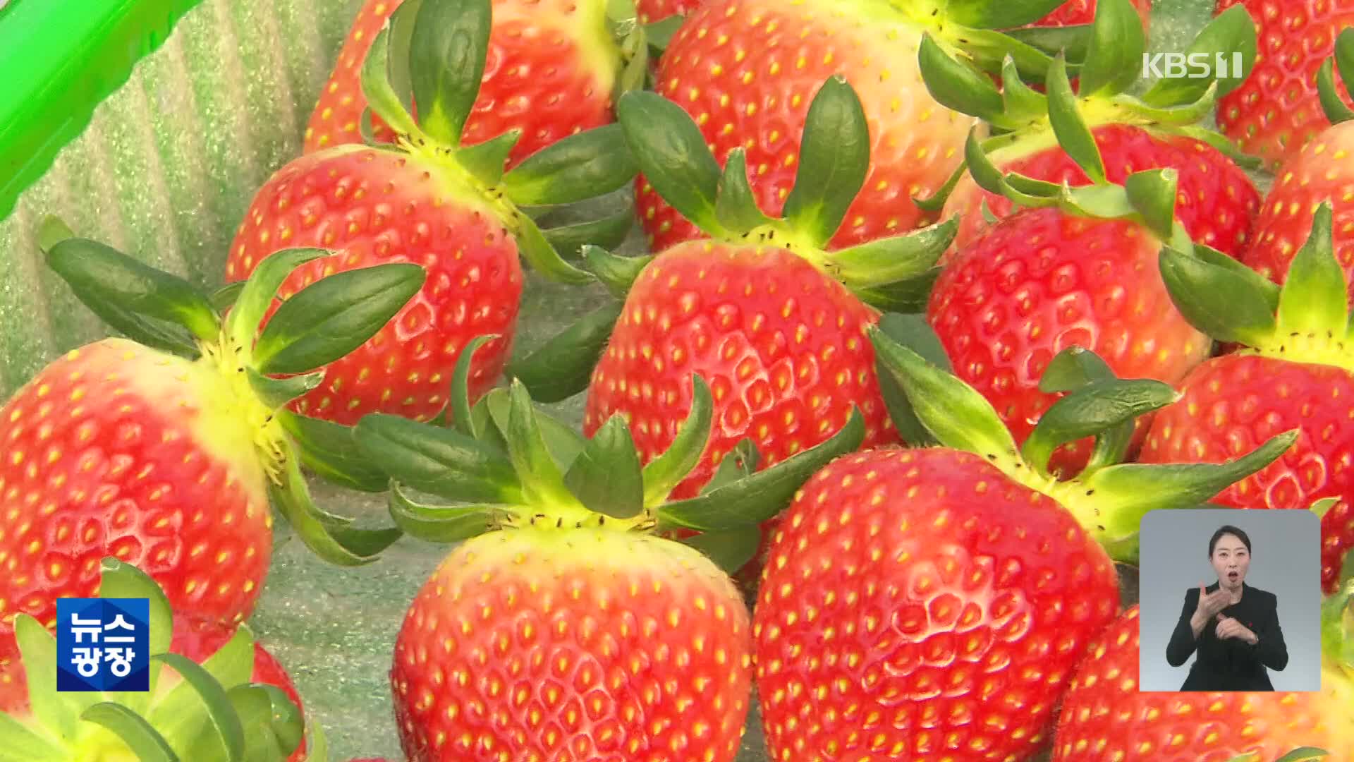 “미생물 농법으로 고품질 딸기를”…맹추위 속 수확 한창